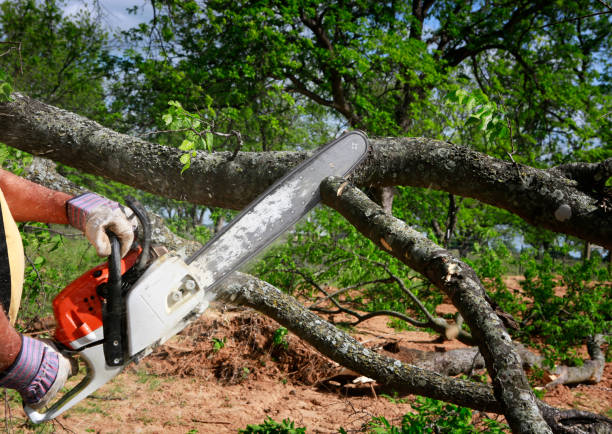 Reliable Nokesville, VA Tree Care Services Solutions